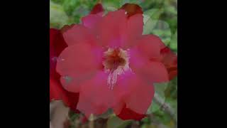 Adenium obesum known as Desert rose requring little care but always show their beauty desertrose [upl. by Kerekes]