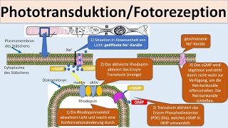 Phototransduktion Fotorezeption Signaltransduktion des Auges Neurobiologie Oberstufe [upl. by Viveca607]