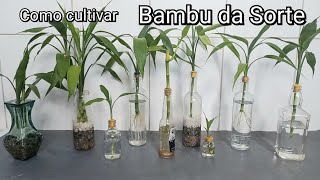 Como plantar Bambu da Sorte Dracena Sanderiana Luckybamboo dicas de cultivo na água [upl. by Shiverick584]