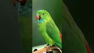 beautiful green parrot [upl. by Hullda]