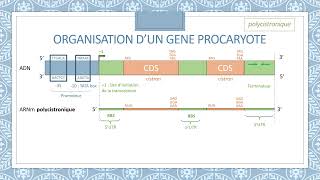 Structure des gènes [upl. by Ahsenor]