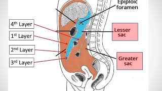 Anatomy of Peritoneum [upl. by Anatnom922]