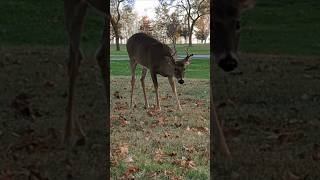 Getting up close to a buck during the rut season [upl. by Ahsaeit]