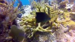 Three Spot Damselfish attacks the camera [upl. by Kristy]