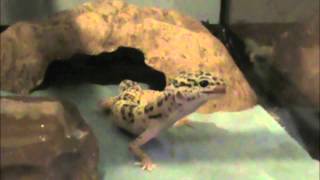 Teaching a leopard gecko to eat from a dish 109 [upl. by Nerehs]