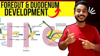 duodenum development embryology  foregut development embryology [upl. by Friedly986]