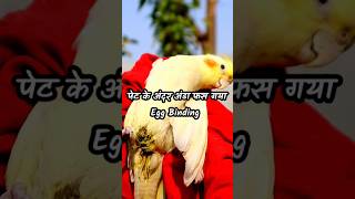 Mysteries killing in my Bird house PT 8  Cockatiel के पेट में Egg Binding  youtubeshorts birds [upl. by Roque]