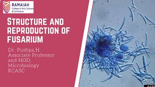 structure and reproduction of Fusarium [upl. by Emery]