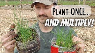 Grow Chives From Seed the EASY Way  Dividing For Endless New Plants [upl. by Oina696]