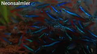 Aquaristik Hobbyzucht  Neonsalmler [upl. by Ecreip831]