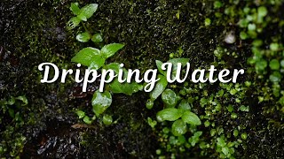 Drip Drip Drip 10 Hours of Relaxing Water Sounds [upl. by Ahsas838]