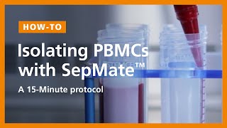 How to Isolate PBMCs from Whole Blood Using the SepMate™ PBMC Isolation Tubes 15Minute Protocol [upl. by Perice662]