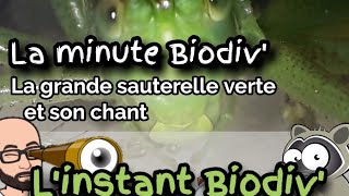 Minute Biodiv La grande sauterelle verte et son chant [upl. by Adnohsor]