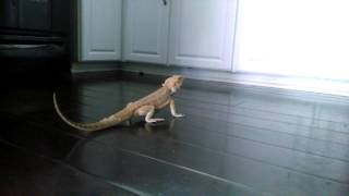 Bearded Dragon Running On Hard Wood Floor [upl. by Ozneral89]