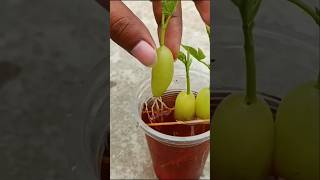 Grape fruit cuttings shots roofgarden cuttingfruit [upl. by Ailaht305]