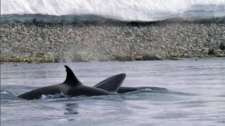 Killer Whales Attack Minke Frozen Planet BBC Earth [upl. by Edrock]