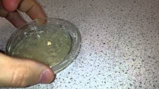 Culture a Bacteria on Agar quotMicrococcus luteusquot [upl. by Eissolf]