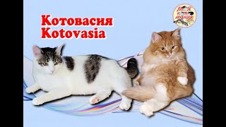 Котовасия Архивное видео 30052024 Kotovasia Archive 30052024 [upl. by Mir]