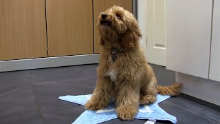 Cockapoo puppy training  11  review follow tidy mat fetch etc [upl. by Eadwine]