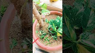 Purslane Flowering Plant ☘️ Growing youtubeshorts viralvideo plants [upl. by Etteniotna]