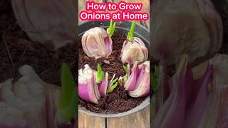 🤔 How to Grow Onions at Home Easy Garden Tips🎍short shorts shortfeed onion [upl. by Danete]