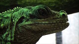 Hydrosaurus weberi  Barbour 1911  Agamidae  Sailfin Lizard Ménagerie ParisFrance  102014 [upl. by Sanders808]