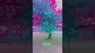 flowers color tree🌲 [upl. by Caty]