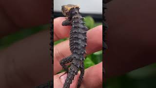 WATCH THIS BABY DRAGON EVOLVE INTO A FULLGROWN MINI DRAGON REDEYED CROCODILE SKINK shorts [upl. by Aryc]