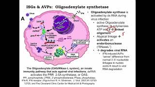 Lecture 5 Antiviral Innate defense [upl. by Jonah462]