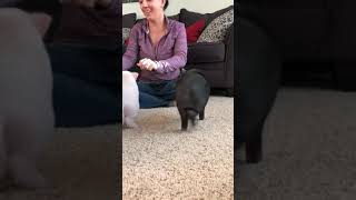 Mini pigs learn to sit and spin So fun working with cute mini pigs [upl. by Loggins8]