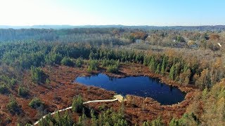 Sifton Bog [upl. by Yolanthe]