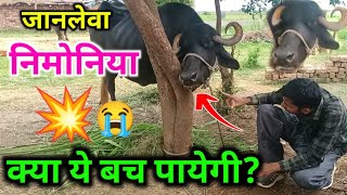 भैंस के फेफड़े में दवा जाने से मौत  drenching pneumonia in cattle treatment [upl. by Arley138]