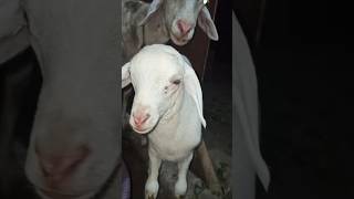 Goat video 🥰 shorts goat sheep animals babygoats [upl. by Harat656]