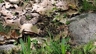 Massasauga Rattlesnake [upl. by Imhsar]