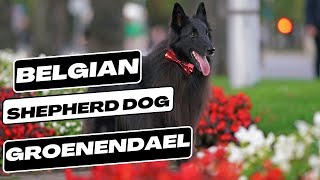 Belgian Shepherd Dog Groenendael [upl. by Akeenat580]