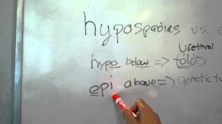 USMLE Embryology Epispadias vs Hypospadias [upl. by Mouldon]