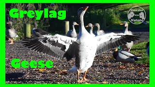 Greylag Geese enjoying the autumn sun 💚 [upl. by Fihsak601]