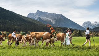 Almabtrieb am Königssee [upl. by Christensen]