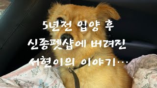 5년전 입양 후 신종펫샵에 파양된 서현이의 이야기 [upl. by Dotty]