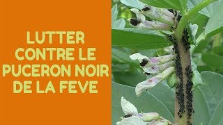 Comment lutter contre le puceron noir de la fève [upl. by Vannie466]