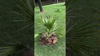 Washingtonia filifera… youtube youtubeshorts ytshorts shorts [upl. by Asenad]