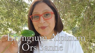 Eryngium Alpinum benefits ما هي فوائد القرص عنّة [upl. by Edora604]