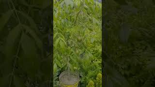 আমড়া গাছ কলপের চাড়া।garden gardening goldenapple goldenapplestore [upl. by Keemahs]