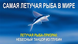 ЛЕТУЧАЯ РЫБА ПРИЗРАК НЕБЕСНЫЙ ТАНЦОР ИЗ ГЛУБИН САМАЯ ЛЕТУЧАЯ РЫБА В МИРЕ [upl. by Adnac]