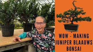 How to make Simple Bonsai from Juniper Blaauws [upl. by Mcgill]