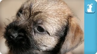 Cuddle With a Beautiful Border Terrier Puppy  Puppy Love [upl. by Ailla321]