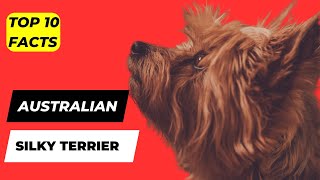 Australian Silky Terrier TOP 1O Fascinating Facts [upl. by Dnilazor]