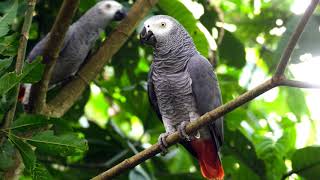 2 Hours African Grey Parrot Sounds Effects [upl. by Utter647]