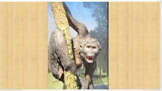 تطور الانسان الجزء العاشر والرد على حفريات مراحل التطور Pierolapithecus وOreopithecus و Graecopithe [upl. by Lyssa]