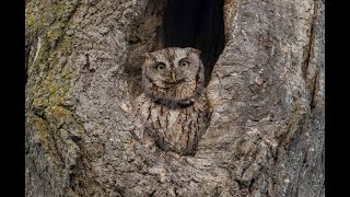 Eastern Screech Owl Calling [upl. by Ellehcir707]